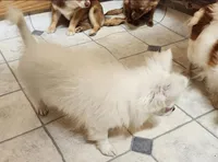 Whiskey's LongcoatChihuahuaBoy, a male Chihuahua for sale in Canton, TX – Photo 5 of 10