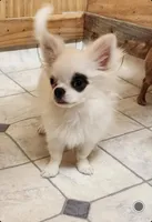 Whiskey's LongcoatChihuahuaBoy, a male Chihuahua for sale in Canton, TX – Photo 6 of 10