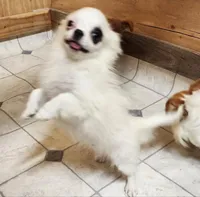 Whiskey's LongcoatChihuahuaBoy, a male Chihuahua for sale in Canton, TX – Photo 2 of 10