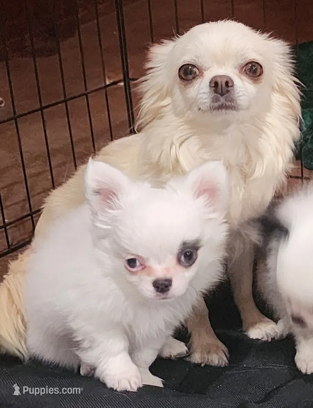 Whiskey's LongcoatChihuahuaBoy