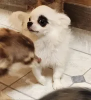 Whiskey's LongcoatChihuahuaBoy, a male Chihuahua for sale in Canton, TX – Photo 8 of 10