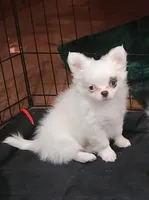 Whiskey's LongcoatChihuahuaBoy, a male Chihuahua for sale in Canton, TX – Photo 4 of 7