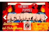 Whiskey's LongcoatChihuahuaBoy, a male Chihuahua for sale in Canton, TX – Photo 6 of 7