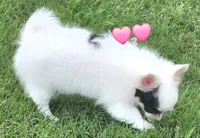 AKC Longcoat Chihuahua Girl , a female Chihuahua for sale in Canton, TX – 3 of 10