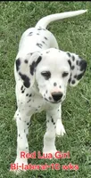 Dalmatian Red Girl, Lua, a female Dalmatian for sale in Canton, TX – 7 of 10
