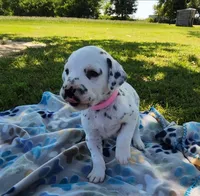Dalmatian Pink Girl, Lua, a female Dalmatian for sale in Canton, TX – Photo 6 of 10