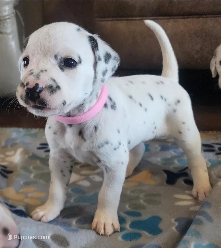 Dalmatian Pink Girl, Lua – Dalmatian puppy for sale in Canton, TX