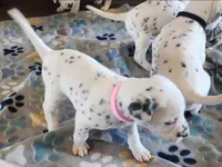 Dalmatian Pink Girl, Lua, a female Dalmatian for sale in Canton, TX – Photo 4 of 10