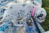 Dalmatian Pink Girl, Lua, a female Dalmatian for sale in Canton, TX – Photo 5 of 10