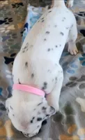 Dalmatian Pink Girl, Lua, a female Dalmatian for sale in Canton, TX – Photo 9 of 10