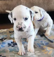 Dalmatian Pink Girl, Lua, a female Dalmatian for sale in Canton, TX – Photo 3 of 10