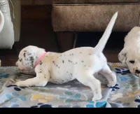 Dalmatian Pink Girl, Lua, a female Dalmatian for sale in Canton, TX – Photo 2 of 10