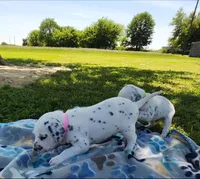 Dalmatian Pink Girl, Lua, a female Dalmatian for sale in Canton, TX – Photo 8 of 10