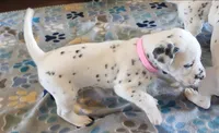 Dalmatian Pink Girl, Lua, a female Dalmatian for sale in Canton, TX – Photo 7 of 10