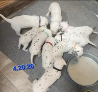 Dalmatian Pink Girl, Lua, a female Dalmatian for sale in Canton, TX – Photo 10 of 10
