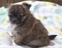 AKC Longcoat Chihuahua Girl , a female Chihuahua for sale in Canton, TX – 6 of 10