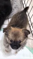 Akc Longcoat chihuahua boy , a male Chihuahua for sale in Canton, TX – 4 of 9