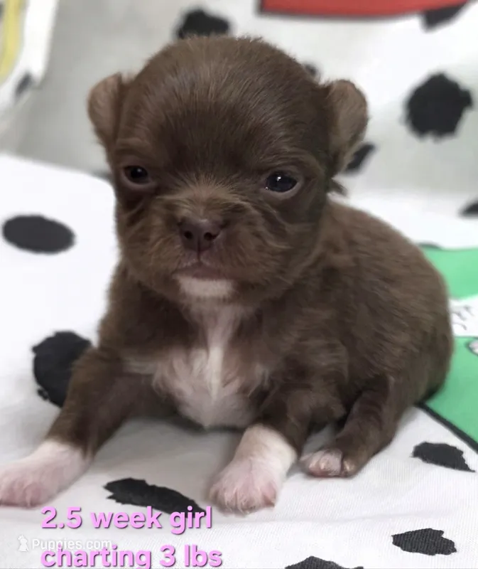 AKC LONGCOAT CHIHUAHUA PINK GIRL  – Chihuahua puppy for sale in Canton, TX
