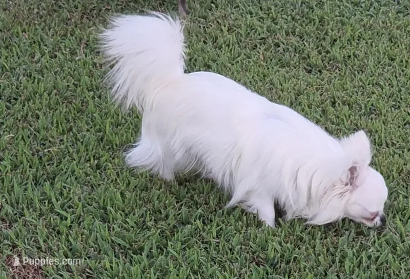 Longcoat Chihuahua Boy  – Chihuahua puppy for sale in Canton, TX