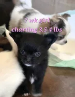 AKC Longcoat Chihuahua Girl , a female Chihuahua for sale in Canton, TX – 7 of 8