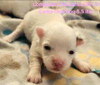 AKC Longcoat Chihuahua Girl 2, a female Chihuahua for sale in Canton, TX – Photo 1 of 10