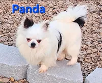 AKC Longcoat Chihuahua Girl 2, a female Chihuahua for sale in Canton, TX – Photo 8 of 10