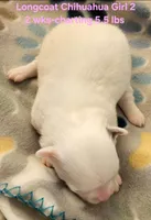 AKC Longcoat Chihuahua Girl 2, a female Chihuahua for sale in Canton, TX – Photo 6 of 10