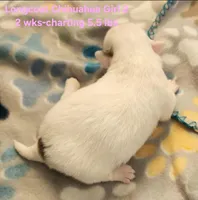 AKC Longcoat Chihuahua Girl 2, a female Chihuahua for sale in Canton, TX – Photo 4 of 10