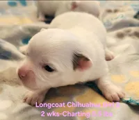 AKC Longcoat Chihuahua Girl 2, a female Chihuahua for sale in Canton, TX – Photo 2 of 10