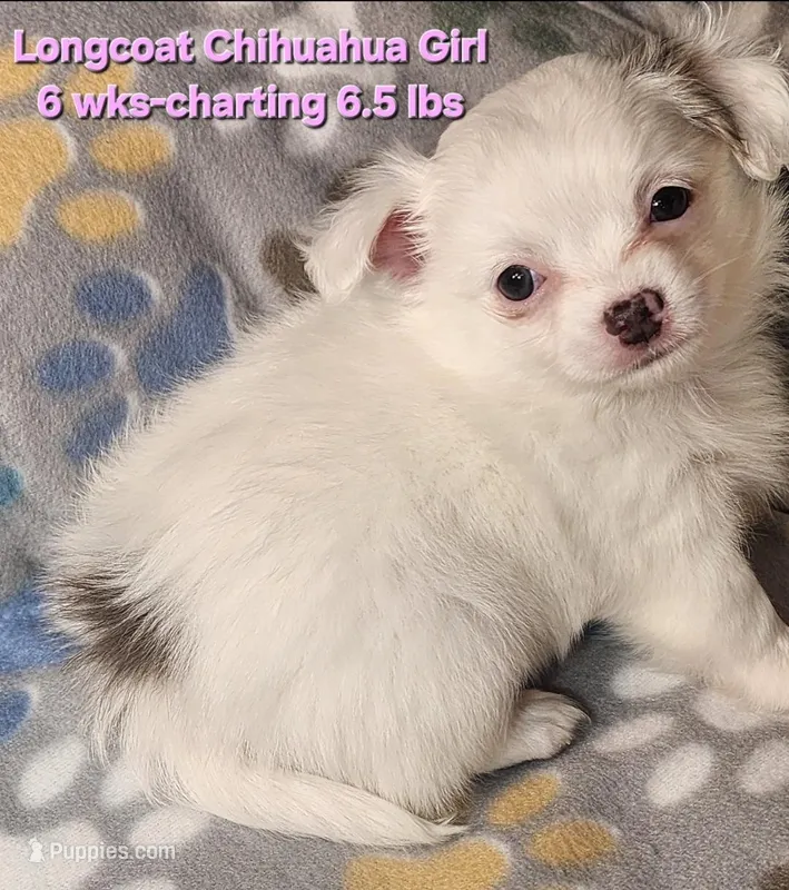 AKC Longcoat Chihuahua Girl 2 – Chihuahua puppy for sale in Canton, TX