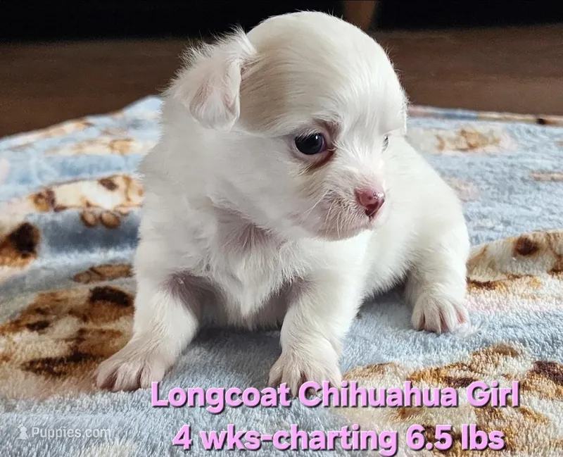 AKC Longcoat Chihuahua Girl 2 – Chihuahua puppy for sale in Canton, TX
