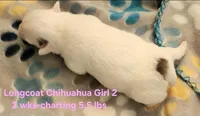 AKC Longcoat Chihuahua Girl 2, a female Chihuahua for sale in Canton, TX – Photo 5 of 10