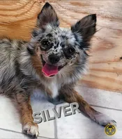 AKC Longcoat Chihuahua Girl 2, a female Chihuahua for sale in Canton, TX – Photo 7 of 10