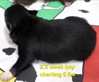 AKC LONGCOAT YELLOW BOY, a male Chihuahua for sale in Canton, TX – 4 of 9