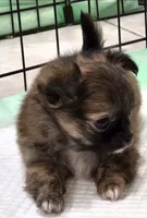 AKC Longcoat Chihuahua Girl , a female Chihuahua for sale in Canton, TX – 2 of 10