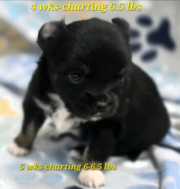 AKC LONGCOAT YELLOW BOY – Chihuahua puppy for sale in Canton, TX