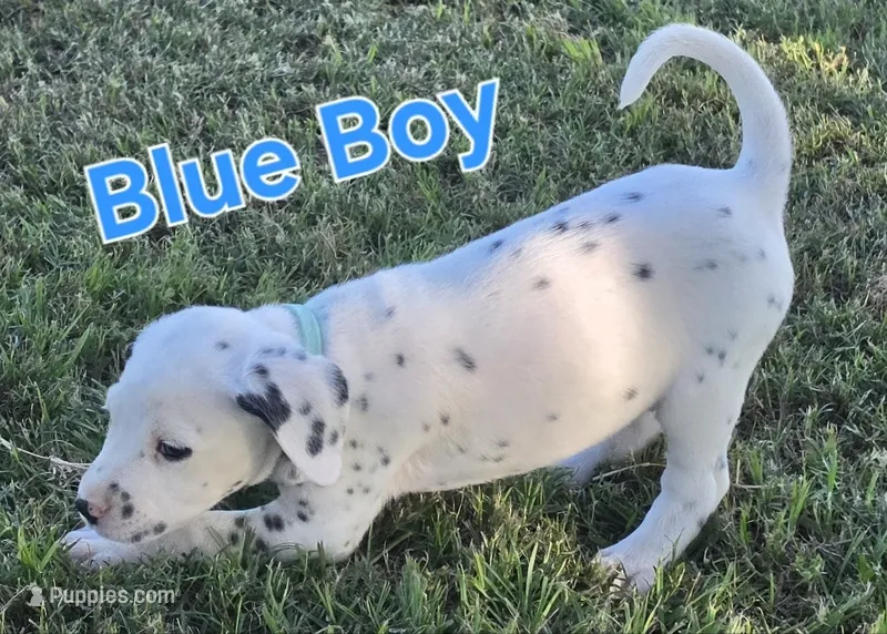 Dalmatian Blue Boy, Lua – Dalmatian puppy for sale in Canton, TX