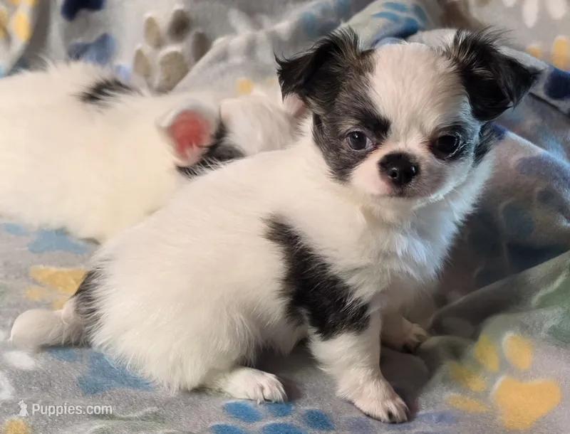 AKC Longcoat Girl Chihuahua  – Chihuahua puppy for sale in Canton, TX