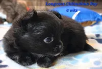 AKC Longcoat Chihuahua Blue Boy, a male Chihuahua for sale in Canton, TX – 3 of 10