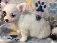 AKC Longcoat Chihuahua Girl , a female Chihuahua for sale in Canton, TX – 5 of 10