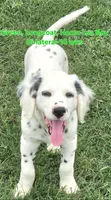 Dalmatian Longcoat Lua Green Boy, a male Dalmatian for sale in Canton, TX – 6 of 10