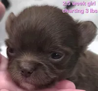 AKC LONGCOAT CHIHUAHUA PINK GIRL , a female Chihuahua for sale in Canton, TX – 5 of 10