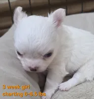 AKC Longcoat Thelma's Girl, a female Chihuahua for sale in Canton, TX – 9 of 10