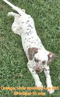 Dalmatian Orange Liver spotted Girl, Lua , a female Dalmatian for sale in Canton, TX – 2 of 10