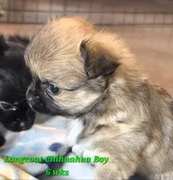 Akc Longcoat chihuahua boy , a male Chihuahua for sale in Canton, TX – 9 of 9