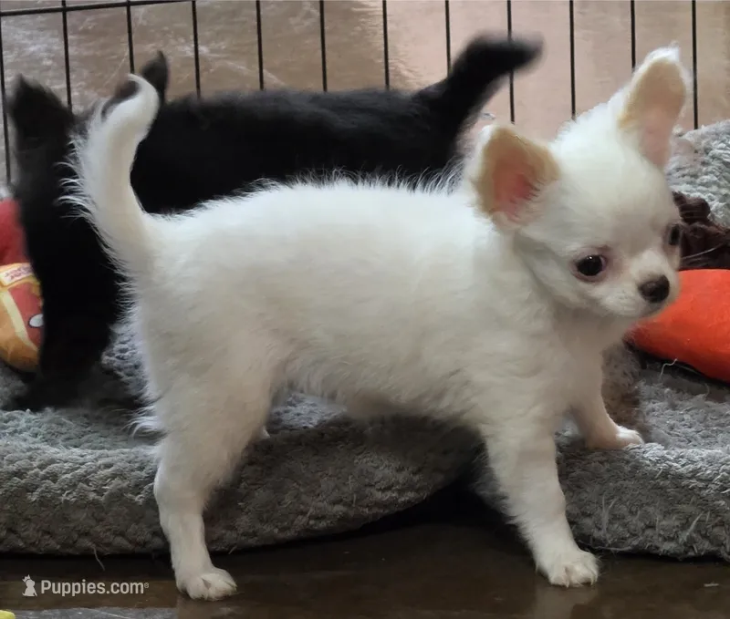 AKC Longcoat Thelma's Girl – Chihuahua puppy for sale in Canton, TX