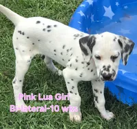 Dalmatian Pink Girl, Lua, a female Dalmatian for sale in Canton, TX – 4 of 10