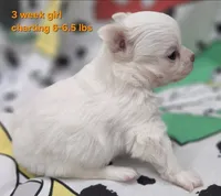 AKC Longcoat Thelma's Girl, a female Chihuahua for sale in Canton, TX – 10 of 10