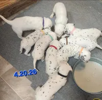 Dalmatian Red Girl, Lua, a female Dalmatian for sale in Canton, TX – Photo 10 of 10