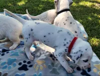 Dalmatian Red Girl, Lua, a female Dalmatian for sale in Canton, TX – Photo 3 of 10